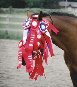 Award-winning-horse